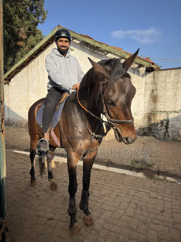 Horse Riding and Training (Forest Hacks) - 1