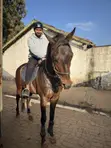 Horse Riding and Training (Forest Hacks) - 2