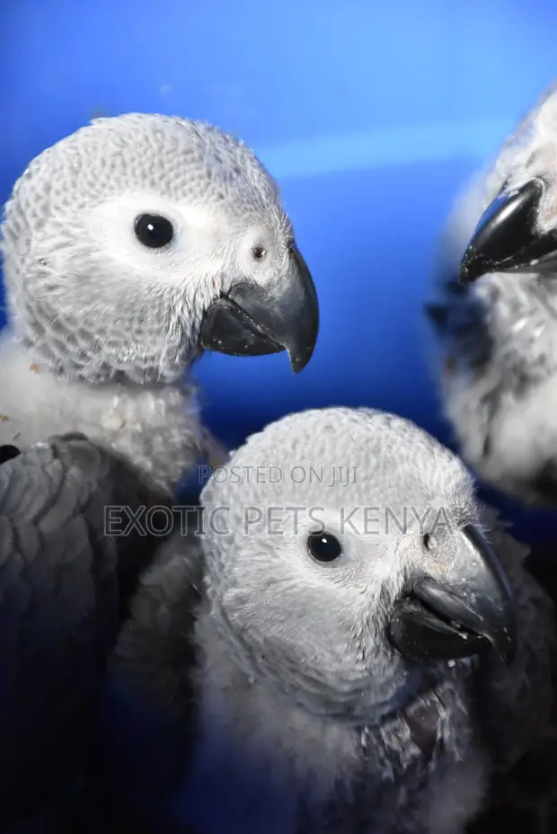 African Grey Parrot Babies (2 Months Old) - 1