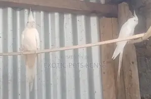 White Cockatiel (Albino)