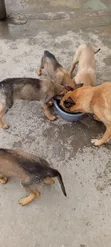 Mbwa Mchanga wa Kiume Mzazi wa Kibelgiji Malinois (Miezi 1-3) - 1