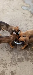 Mbwa Mchanga wa Kiume Mzazi wa Kibelgiji Malinois (Miezi 1-3) - 2
