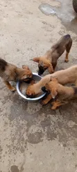 Mbwa Mchanga wa Kiume Mzazi wa Kibelgiji Malinois (Miezi 1-3) - 3
