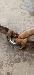 Mbwa Mchanga wa Kiume Mzazi wa Kibelgiji Malinois (Miezi 1-3) - 4
