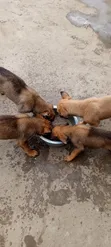 Mbwa Mchanga wa Kiume Mzazi wa Kibelgiji Malinois (Miezi 1-3) - 5