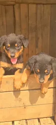 Rottweiler Safi wa Kiume, Miezi 1-3 - 3