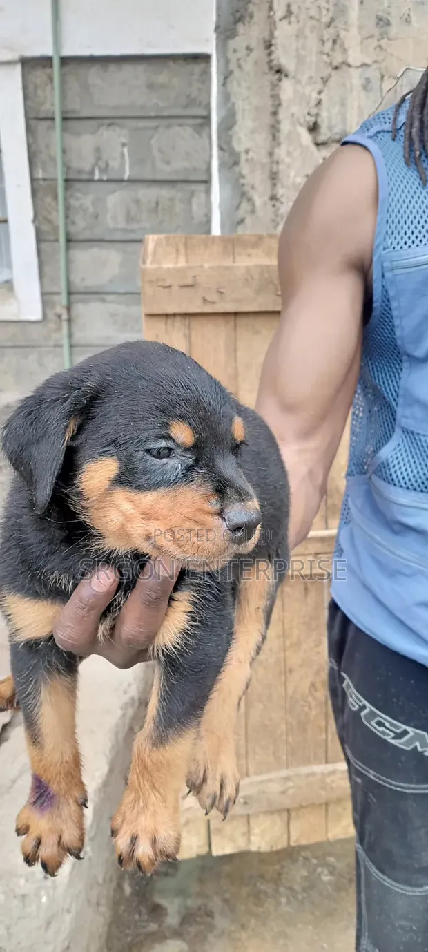 Rottweiler Safi wa Kiume, Miezi 1-3 - 1