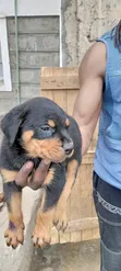 Rottweiler Safi wa Kiume, Miezi 1-3 - 1