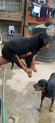Rottweiler Safi wa Kiume, Miezi 1-3 - 2