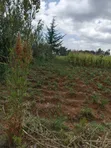 1.5 Acre Prime Land for Lease on Nyahururu Highway - 2