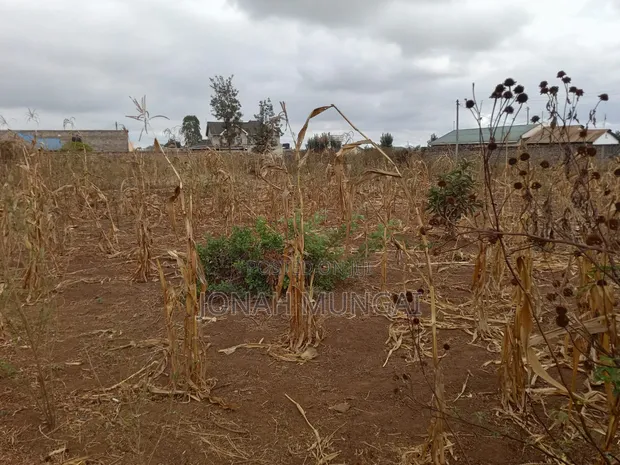 50x100 Land for Sale in Gatuanyaga, Thika, Kiambu - 1