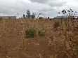 Ardhi 50x100 Inauzwa Gatuanyaga, Thika, Kiambu - 1