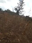 Ardhi 50x100 Inauzwa Gatuanyaga, Thika, Kiambu - 3