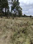 Eneo la Eka 10 za Kipekee kwa Uuzaji Kasuku, Nyahururu - 2