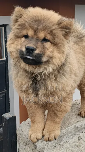 Chow Chow Safi wa Kiume - Miezi 1-3