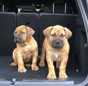 Purebred Boerboel Puppy - 1-3 Months Male