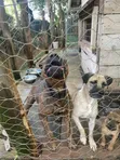 Purebred Boerboel Puppy - 1-3 Months Male - 2