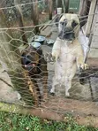 Purebred Boerboel Puppy - 1-3 Months Male - 3