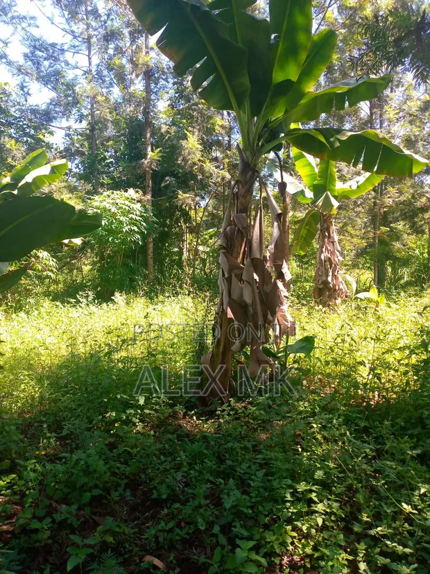 Distress Sale: 1/4 Acre Land in Embu, Kithimu - 1