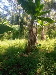 Distress Sale: 1/4 Acre Land in Embu, Kithimu - 1