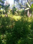 Distress Sale: 1/4 Acre Land in Embu, Kithimu - 2