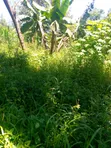 Distress Sale: 1/4 Acre Land in Embu, Kithimu - 3