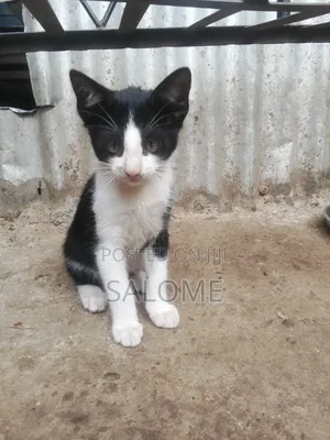 Female Mixed Breed Cat, 1-3 Months Old