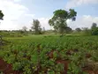 Thika Greens Phase 3 - 1/4 Acre Residential Plots - 4