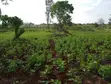 Thika Greens Phase 3 - 1/4 Acre Residential Plots - 5