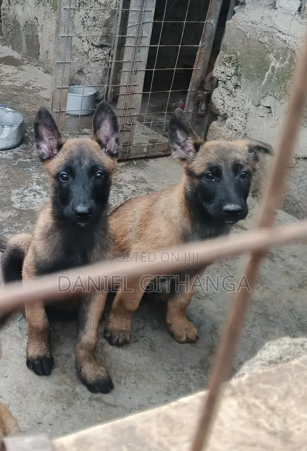 Vifaranga wa Mbwa wa Belgian Malinois Safi (Miezi 1-3) - 1