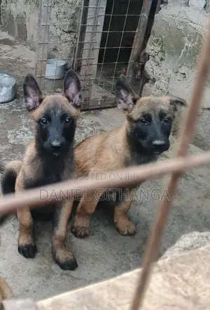 Vifaranga wa Mbwa wa Belgian Malinois Safi (Miezi 1-3)