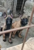 Vifaranga wa Mbwa wa Belgian Malinois Safi (Miezi 1-3) - 1