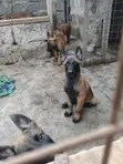 Vifaranga wa Mbwa wa Belgian Malinois Safi (Miezi 1-3) - 2