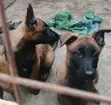 Vifaranga wa Mbwa wa Belgian Malinois Safi (Miezi 1-3) - 3