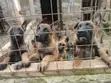Vifaranga wa Mbwa wa Belgian Malinois Safi (Miezi 1-3) - 4
