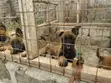 Vifaranga wa Mbwa wa Belgian Malinois Safi (Miezi 1-3) - 5