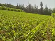 Nanyuki Kalalu 6.75 Acres with 3-Bedroom Bungalow & River Frontage - 2