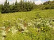 Nanyuki Kalalu 6.75 Acres with 3-Bedroom Bungalow & River Frontage - 4