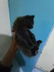 1-3 Month Female Mixed Breed Cat - 1
