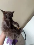 1-3 Month Female Mixed Breed Cat - 2