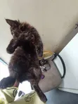 1-3 Month Female Mixed Breed Cat - 3