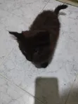 1-3 Month Female Mixed Breed Cat - 4