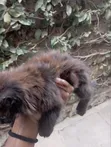 1-3 Month Female Mixed Breed Cat - 5