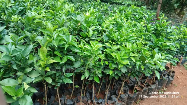 Quality Grafted Pixie Orange Seedlings - 1