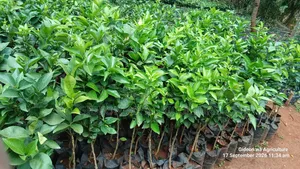 Quality Grafted Pixie Orange Seedlings