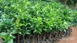 Quality Grafted Pixie Orange Seedlings - 1