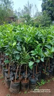 Quality Grafted Pixie Orange Seedlings - 2