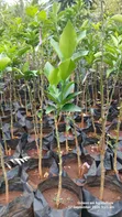 Quality Grafted Pixie Orange Seedlings - 3