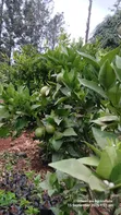 Quality Grafted Pixie Orange Seedlings - 4