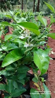 Quality Grafted Pixie Orange Seedlings - 5